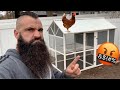 I Bought a Chicken Coop from Tractor Supply Co. (TSC) - Precision Pet Products Review