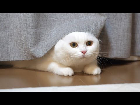 兄妹喧嘩してカーテンの隙間で落ち込む猫…。