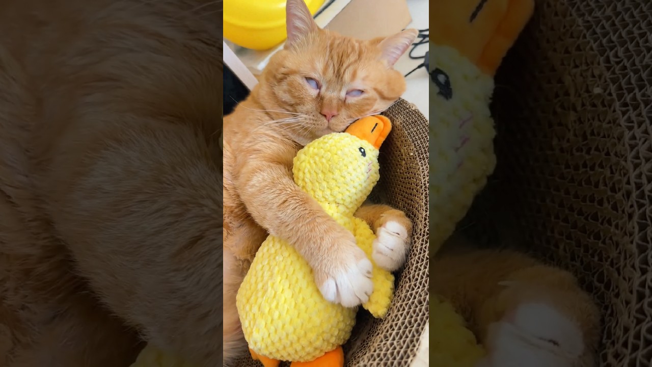 Funniest cats and dogs videos of the week try not to laugh.😂 #cats #dogs #funnycats #funnymoment