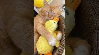 Funniest cats and dogs videos of the week try not to laugh.😂 #cats #dogs #funnycats #funnymoment