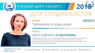 Елена Андреевна КАДОЧНИКОВА в УЦ «Зоовет» | ч. 2