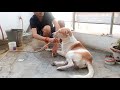 Finally Mere DOG(SIDHU)🐕🐶 Ne Nhaliye//Maja aagye 👀🐕 #viral #trending #animals @my_dog_sidhu3037