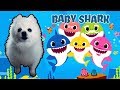 BABY SHARK em CACHORRÊS