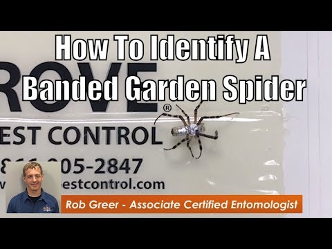How to identify a banded garden spider
