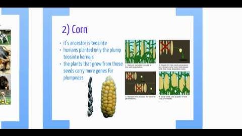 What is artificial selection? How does it differ from natural selection?