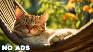 12 Hours Anti Anxiety Music For Cats 🐈 Stress Relief Music For Cats ♬ Calming Music For Cats by Healing Cat Music 14,505 views 2 weeks ago 12 hours