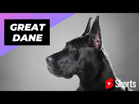 Great Dane 🐶 One Of The Laziest Dog Breeds In The World #shorts