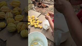 കുടംപുളി ഉണക്കി എടുക്കാം!!❤️ #tamarind #home #homemade #visuals #villagelife #villagevlog #stories