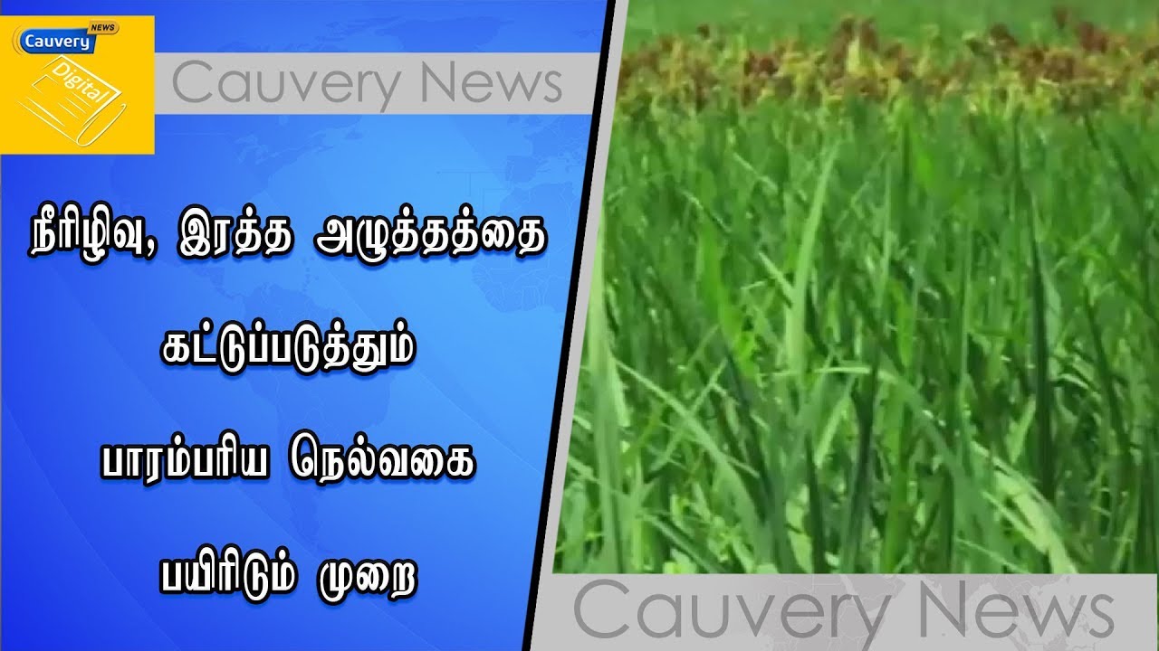 நீரிழிவு, இரத்த அழுத்தத்தை கட்டுப்படுத்தும் பாரம்பரிய நெல்வகை பயிரிடும் முறை cauvery news wiki