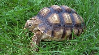 Ticks on a turtle / Клещи на черепахе