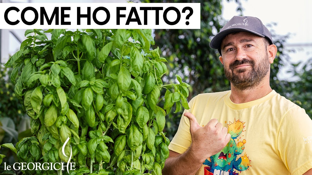 5 trucchi per coltivare in vaso un basilico perfetto e 100% biologico!
