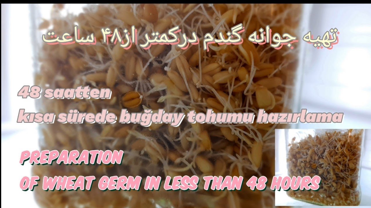 تهیه جوانه گندم درکمتر از۴۸ ساعت Preparation of wheat germ in less than 48 hours