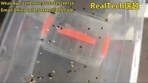 soybean color sorter