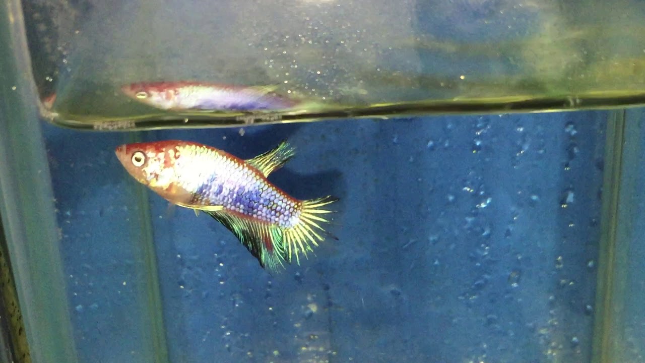 camera iphone 8 plus apk #17 Marble halfmoon plakat betta male