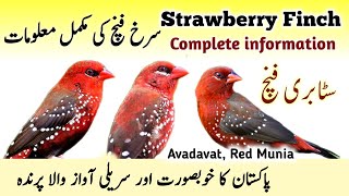 Strawberry Finch Breeding Tips || Red Munia, Avadavat Bird Cage Setup & Food List | Surkh Laal Finch