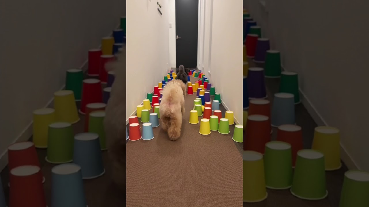 Dog runs!🐶Part54 #shorts