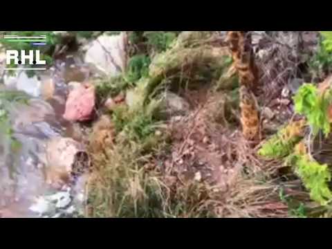 مجالسي قصيدة الله من كبش طب السوق والجلا ب جابه بيع بالرخص كان اللي جلبه اعمى قلو لي