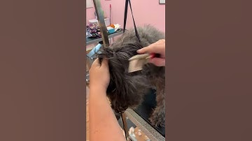 D6 - Using an Undercoat Rake Step 2