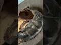 Rare Military Helmet: Discover the History Before It's Gone! #shorts