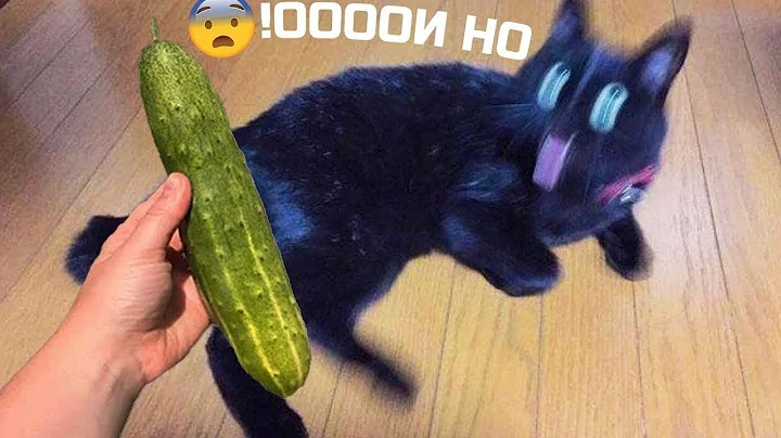 Watch the video about Cat vs Cucumbers Reaction - Cats scared of Cucumbers Compilation - Funny Video 2021 November