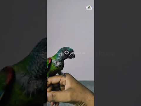 Conure Free Flight | Pyrrhura Emma - Emma Conure