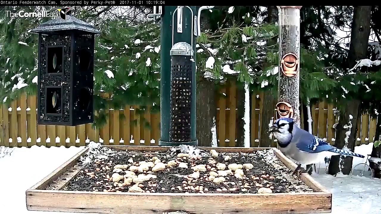 Ontario Feederwatch Cam Online For 2017 18 Season Nov 7 2017