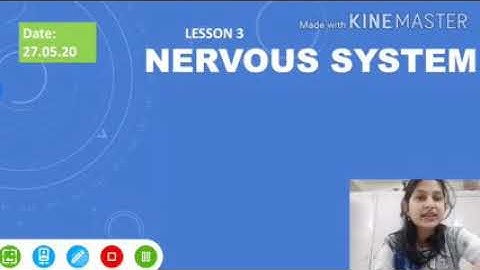 Nervous system ( part 2) class5A#27.5.20@ SFS Narengi