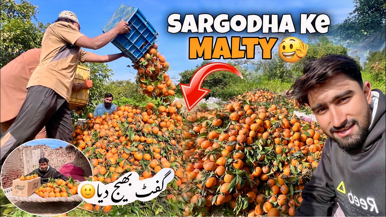 Sargodha Ke Orange🍊 | Gift Bhej Diya🙂