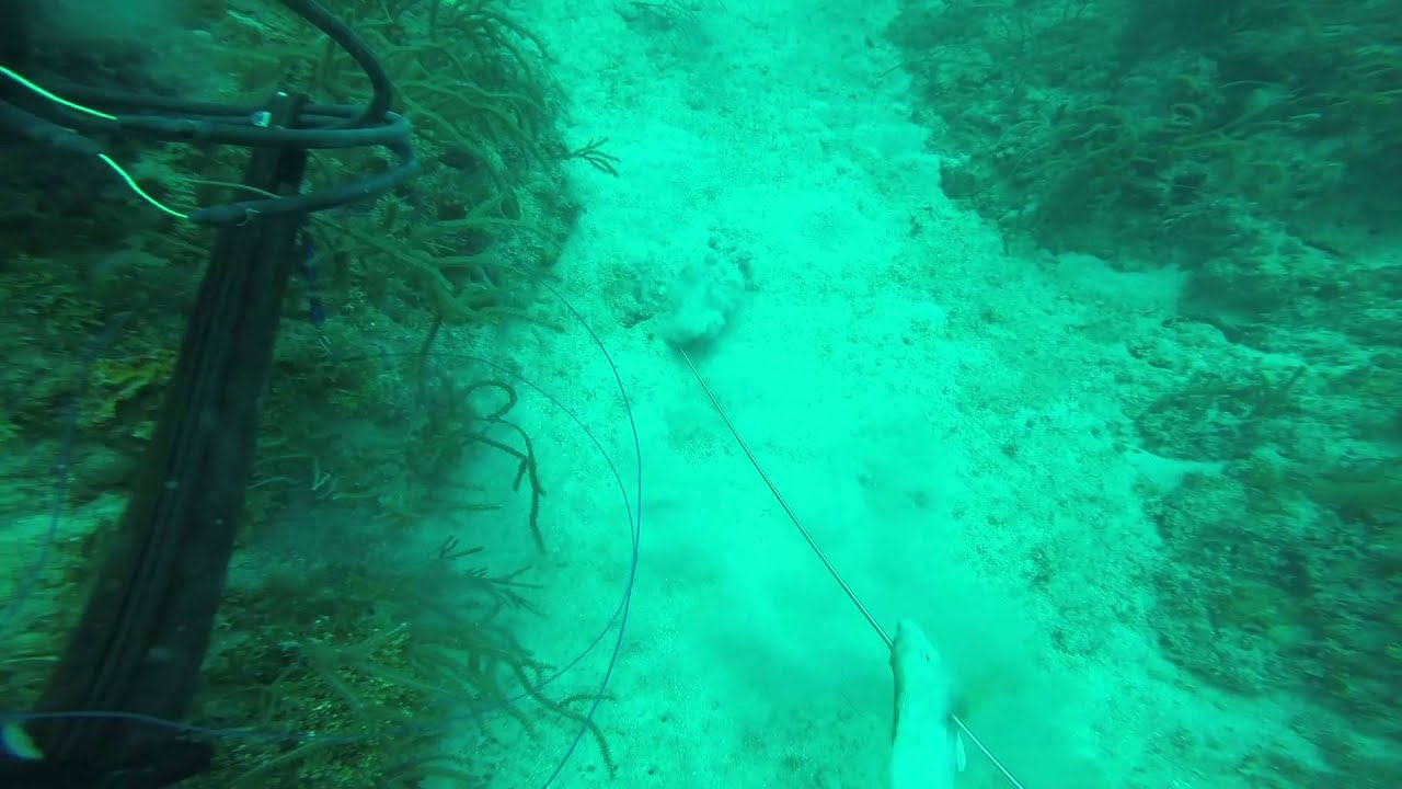 Scuba Diving Deep Freeze wreck, reefs, and Concepcion wreck (72614