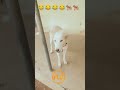 This Dog is Crazy On This Beat 🐕🦺🐕🦺#dog #dogshorts #music #dogs