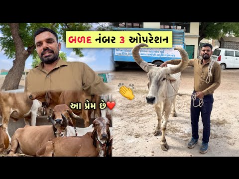 “કલ્યાણી” અને “પારેવ” નો અનોખો પ્રેમ 🥰| આજે વારો આવ્યો ૩ બળદ નો ઓપરેશનમાં 🥳