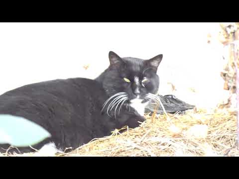 귀여운 고양이와의 만남...Meeting a cute <strong>cat</strong>......Jeonju <strong>city</strong>( 全州市.전주 )...... KOREA