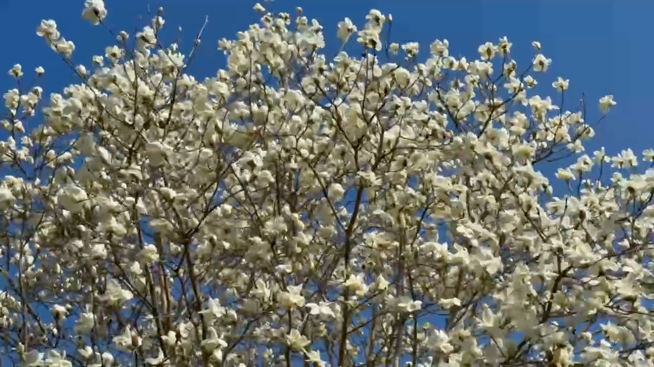 2025/03/23 白木蓮満開！ 長岡山 四季の詩公園 〜愛媛県内子町〜 - YouTube
