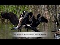 The Birds of Wolfe's Pond Park & Beach