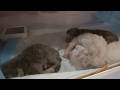 生まれたばかりの仔猫たち