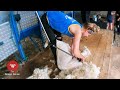 INCREDIBLE FEMALE SHEARER |  Shearing Romney lambs and chatting with Katy Gardner