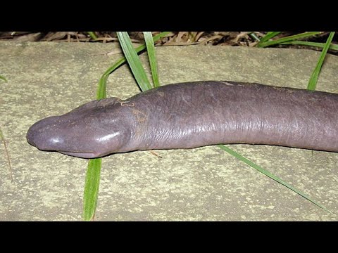 Top 10 Animals You Didnt Know Existed