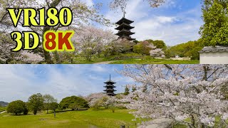[ 8K 3D VR180 ] 春の備中国分寺（岡山県 総社市） Spring scenery at Bitchukokubunji Temple in Soja City,Okayama