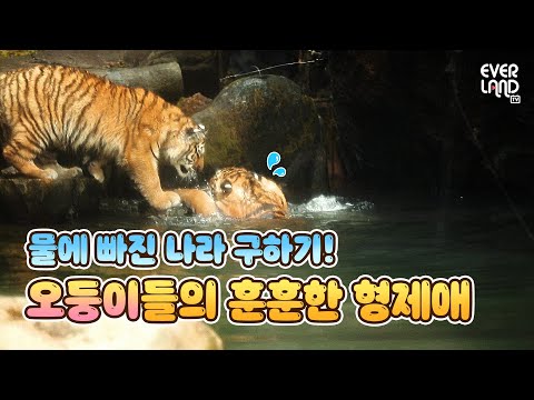 오둥이들의 훈훈한 형제애✨ | 에버랜드 #<strong>타이거밸리</strong> (Everland Tiger Valley)