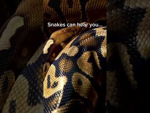 How do snakes