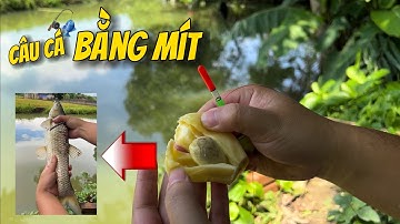 Câu Cá bằng Mít (fishing with jackfruit) - Khắc Thủy Vlog