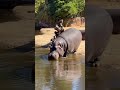 Os enigmáticos Hipopótamos:aqueles animais gigantes, perigosos mas fascinantes...
