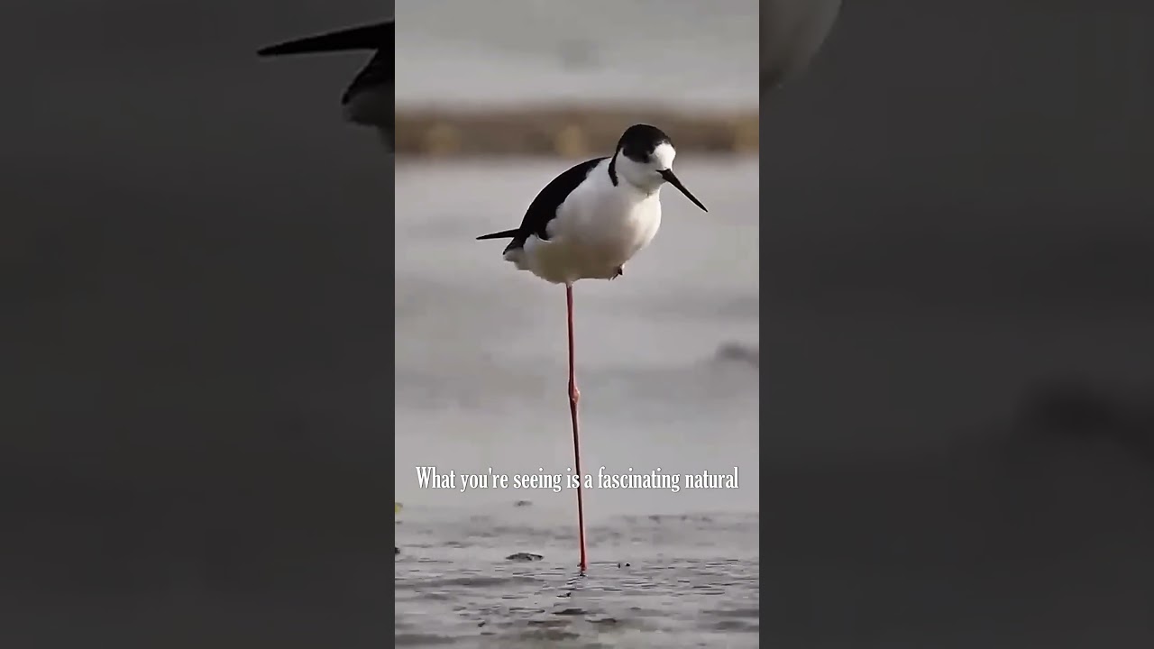 Why Do Birds Stand on One Leg 