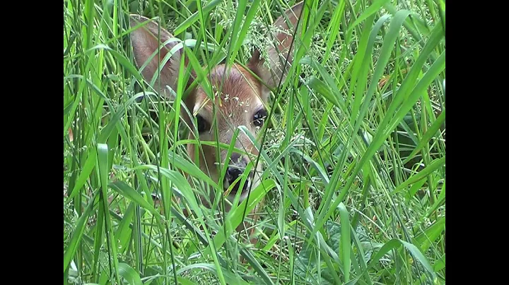 A deer by Surprise