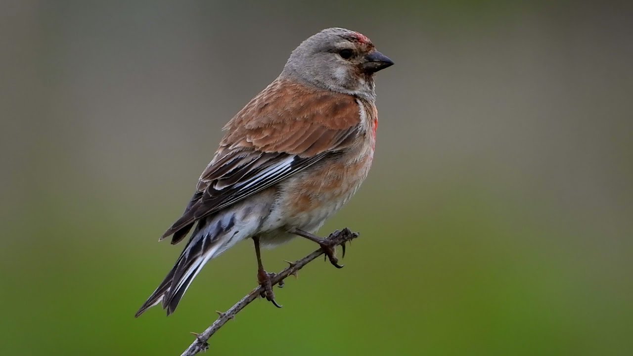 Common linnet Tornirisk Коноплянка Linotte mélodieuse Kneu Bluthänfling Keten kuşu Pardillo común