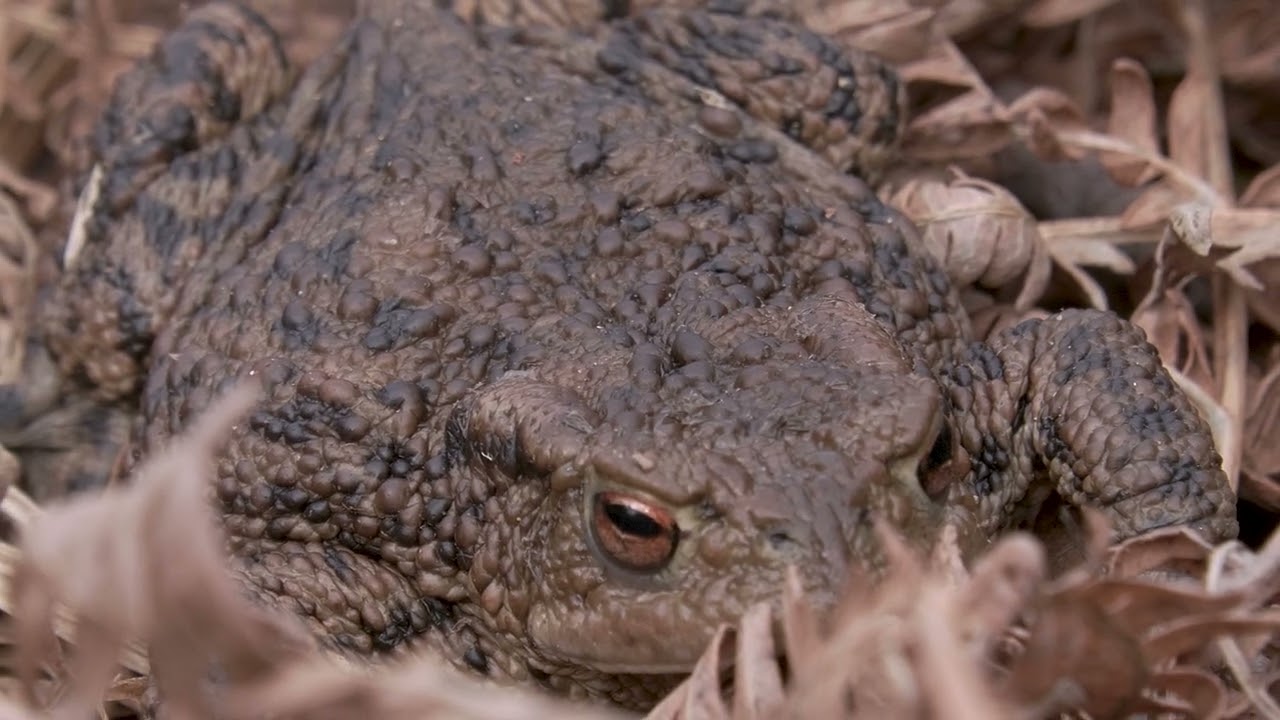 Visions of Johanna, Bob Dylan cover 2