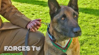 Hero Dog Gets 'Victoria Cross' For Saving SBS Troops In Afghanistan | Forces TV