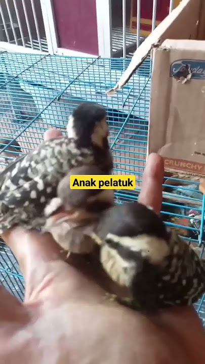 Lagi Kasih Makan Burung Pelatuk Beras #shorts #short