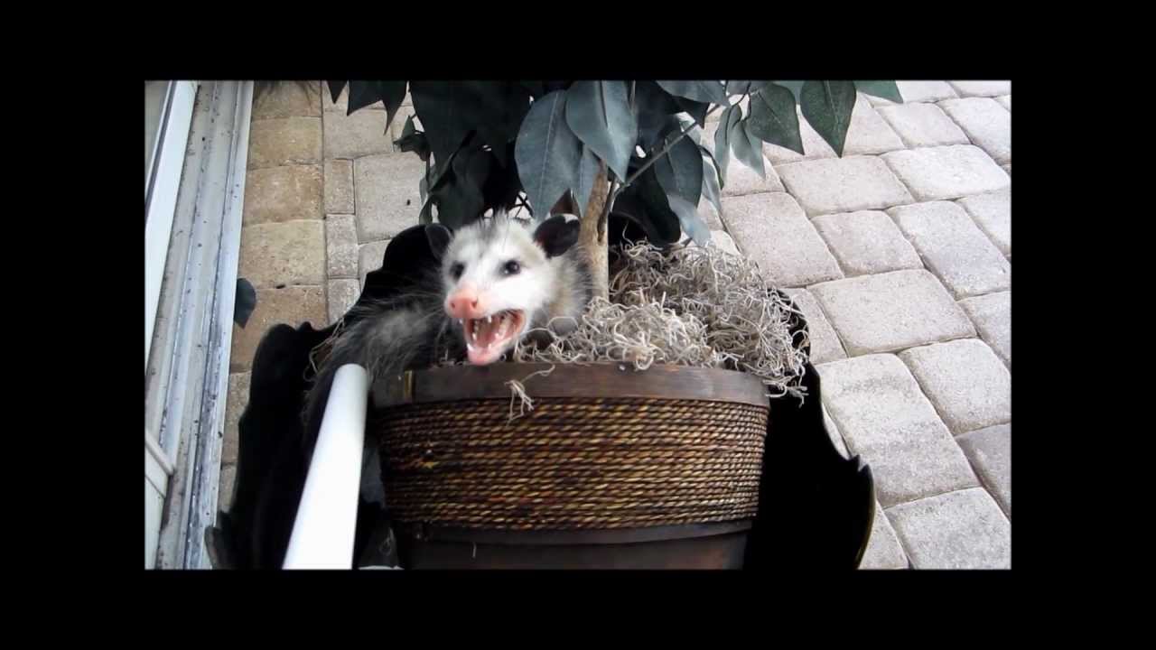 GRUMPY POSSUM ATTACKS!