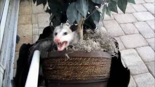 GRUMPY POSSUM ATTACKS! Profile